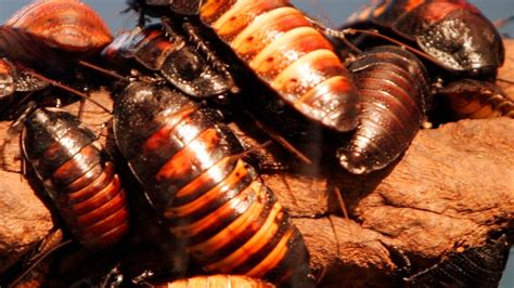 Raleigh Company Wants To Release 100 Cockroaches Into Your Home Abc11