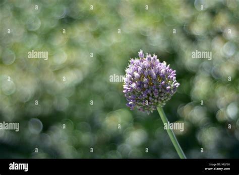 Detail Of Purple Cluster Flower On Blurred Green Background With Round