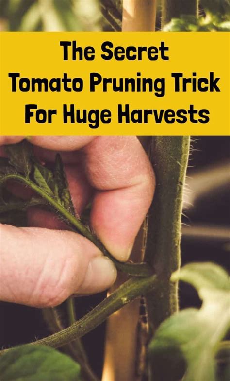 How To Prune Tomato Plants For A Higher Yield This Year Tomato