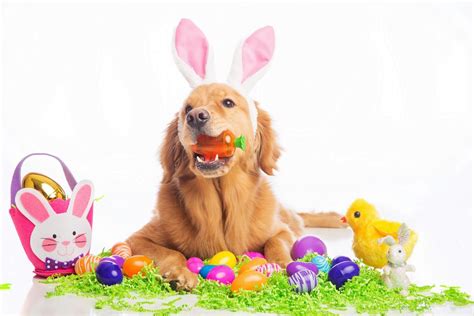 Keeping Your Dog Happy And Healthy At Easter