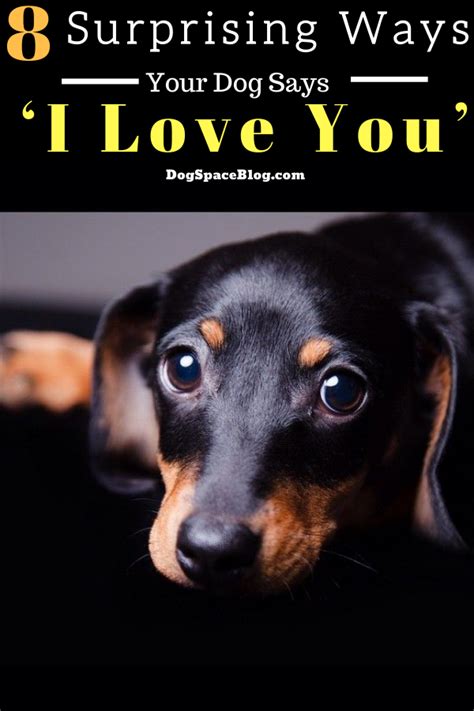 8 Ways Your Dog Says “i Love You” Dogspaceblog Say I Love You Dogs