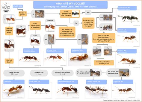 Common Urban Ants Of Nc School Of Ants
