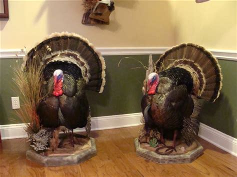 Pictures Of Full Turkey Mounts Georgia Outdoor News Forum Turkey