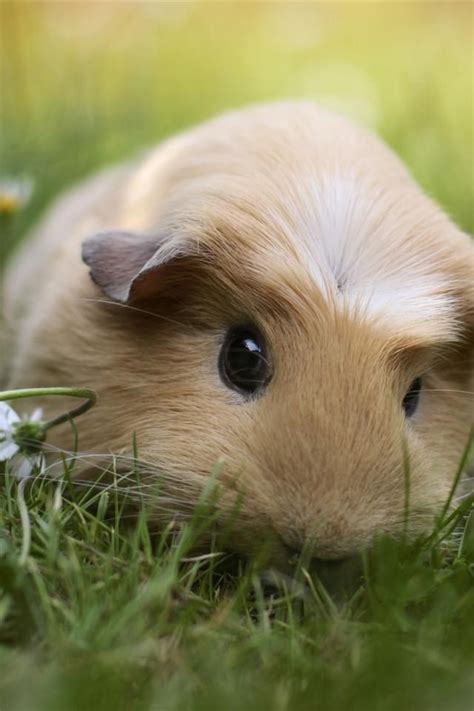 Cute Guinea Pig Animals Pinterest Pictures Of