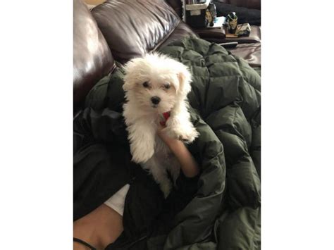 Pure Bred Clean And White Maltese Puppy Las Vegas Puppies For Sale Near Me