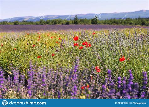 France Provence Lavender Field And Red Poppies Stock Image Image Of