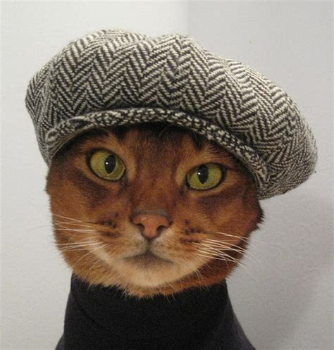 20 Adorable Pictures Of Cats In Hats