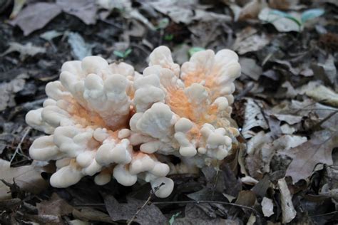 Maryland Biodiversity Project White Chicken Of The Woods Laetiporus