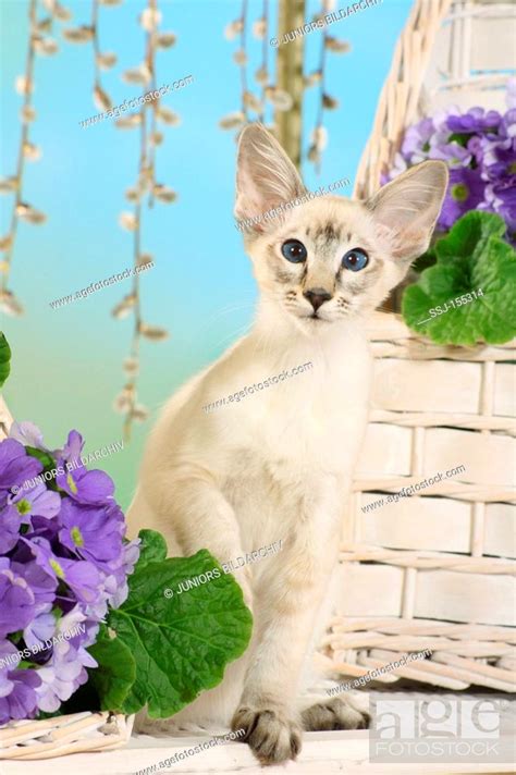 Balinese Cat Sitting In Between Flowers Stock Photo Picture And