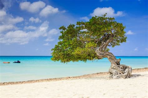 Aruba Netherlands Antilles Stock Photo Image Of Foliage Idyllic