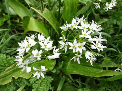 Raw Edible Plants Wild Garlic Allium Ursinum