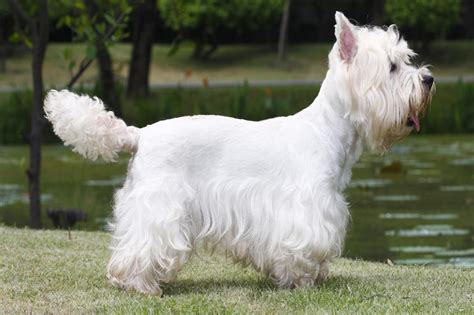 White Terrier Breeds