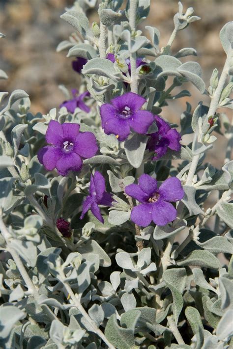 The plant is not a sage (salvia ssp.) but it is native to southern texas and northern mexico. Cimarron® Texas Ranger - Monrovia - Cimarron® Texas Ranger ...