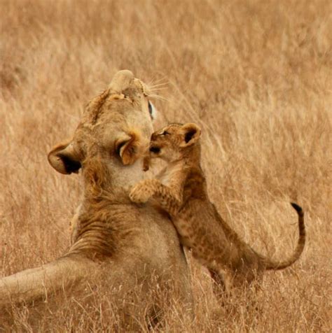 Lion Cubs The Ultimate Lion Cub Fact Guide