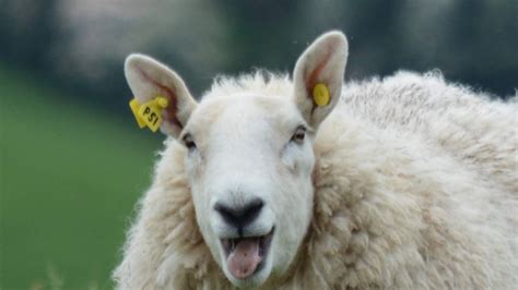 Happy Sheep Could Be Key To Understanding Why Some Women Face Fertility