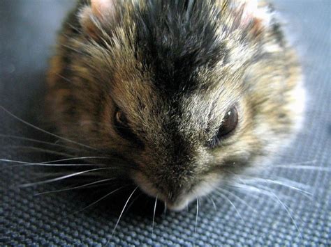 Dwarf Winter White Russian Hamster Info Pictures Temperament Traits Pet Keen