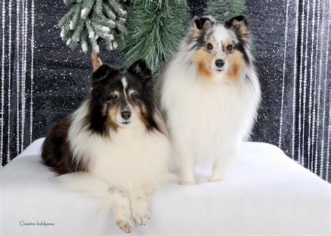 Sable sheltie puppies usually have lighter fur when they're young, which deepens and intensifies as they age. Tri (left) and Blue Merle (on right) Shelties. | Sheep dog ...