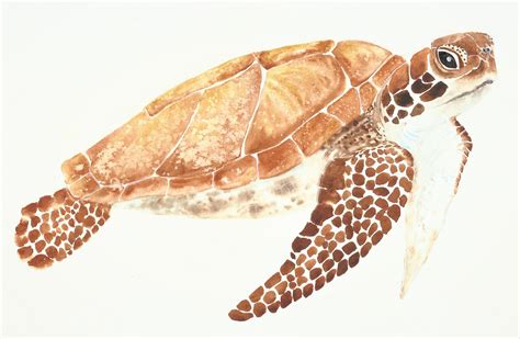 Simple Watercolor Techniques Illustrate And Paint A Lively Sea Turtle