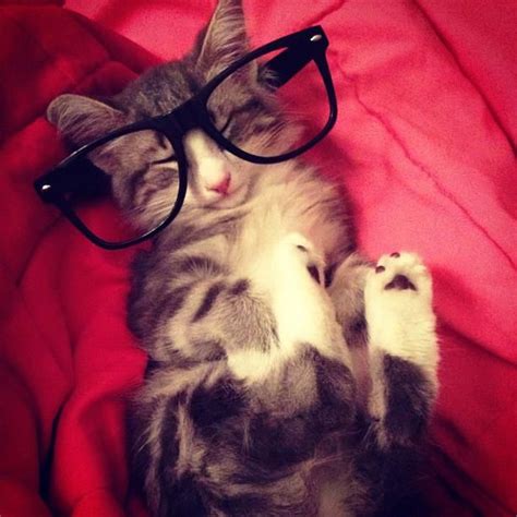 Hipster Cat Hipster Cat Cat Dressed Up Cute Animals