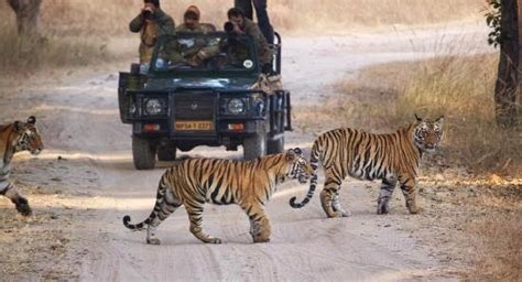 Safari Zones In Bandhavgarh National Park History Of India