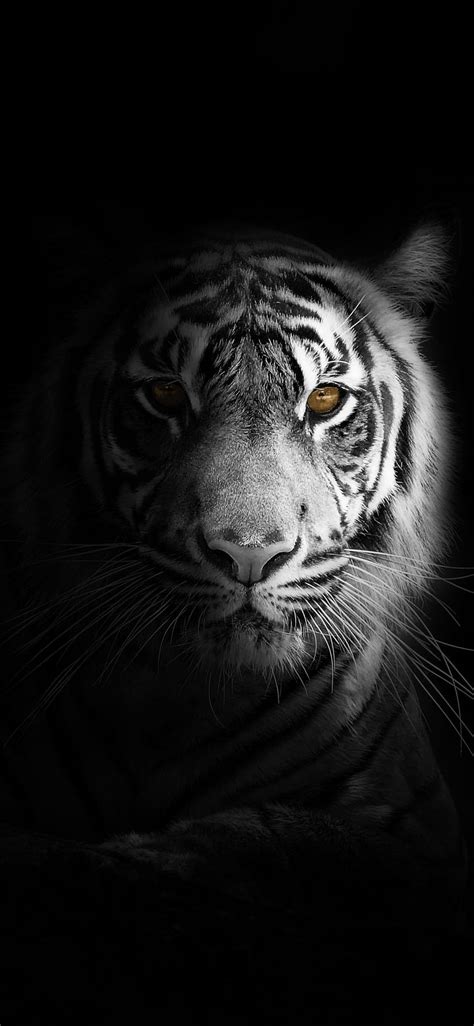 White Tiger Iphone Tiger Head Android Hd Phone Wallpaper Pxfuel