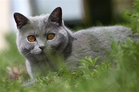 Die Top 10 Der Beliebtesten Katzenrassen 2022 Zooplus Blog