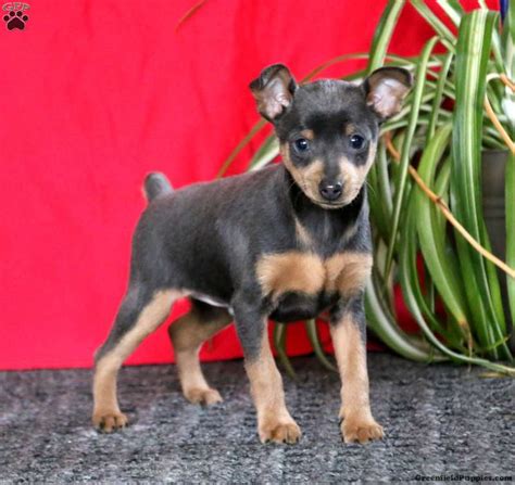 Miniature Pinscher Puppies For Sale Greenfield Puppies
