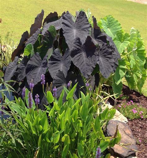 Start the taro tubers indoors in march. Photo of the entire plant of Elephant Ear (Colocasia esculenta 'Black Magic') posted by ...