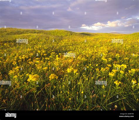 Wild Flowers Of The Machair North Uist Western Isles Scotland Stock