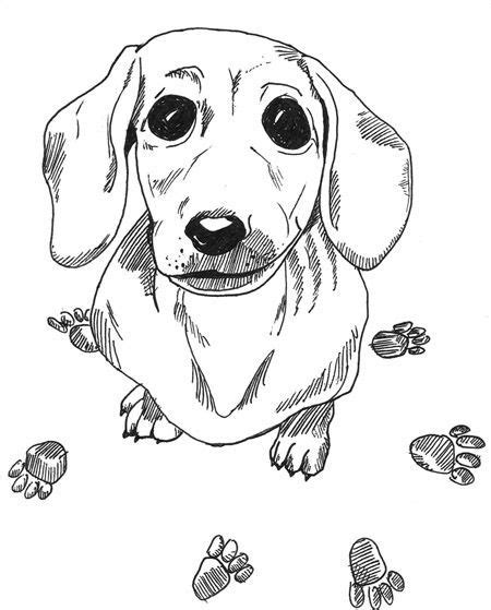 Dachshund Colors Dog Coloring Page Animal Coloring Pages