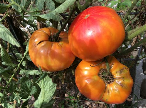 Gold Medal Striped Tomato White Harvest Seed Company