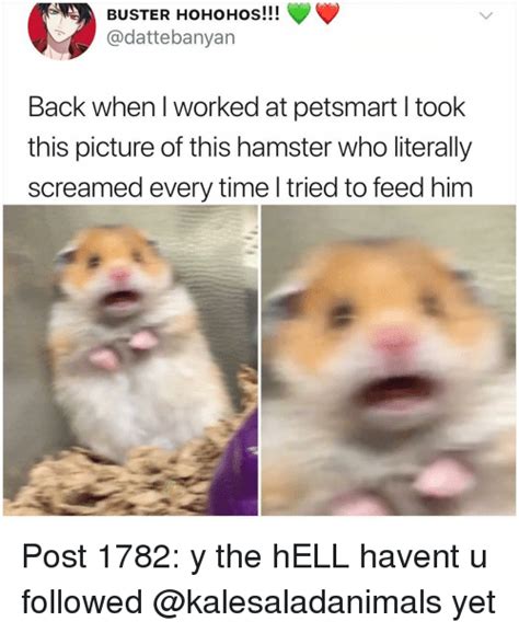 ️ 25 Best Memes About Hamster Hamster Memes