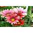 Gazania Flowers 2560x1600  Wallpapers13com