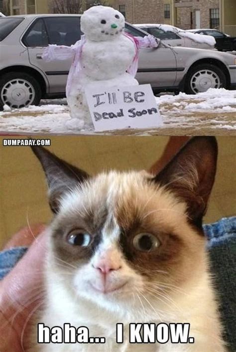 324 Best Images About Grumpy Cat Funny Cat Meme On