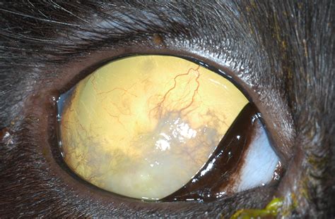 Keratitis is a condition in which the eye's cornea, the clear dome on the front surface of the eye, becomes inflamed. Image Gallery: Eosinophilic Keratitis in Cats | Clinician ...