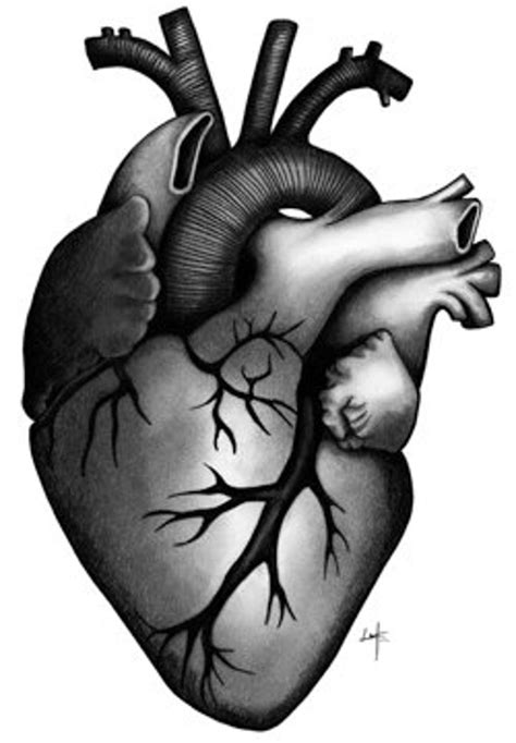 Items Similar To Original Human Heart Pencil Drawing Hand Signed By The
