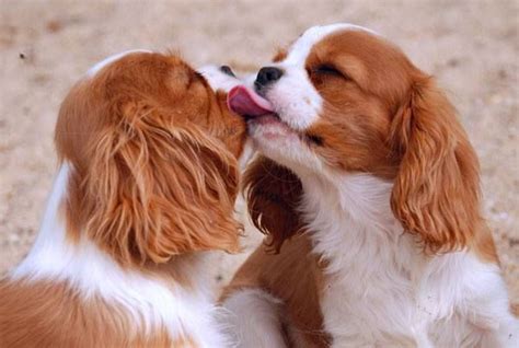 images  cavalier king charles spaniel  pinterest puppys spaniels  cavy