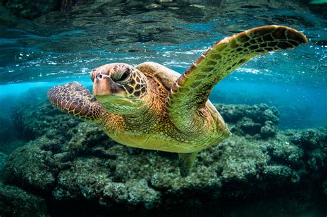 Green Turtle Kauai Hawaii George Karbus Photography