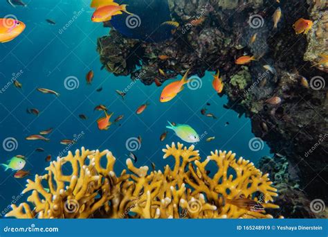 Coral Reefs And Water Plants In The Red Sea Stock Image Image Of