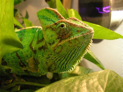 veiled chameleon chamaeleo calyptratus care amphibian care