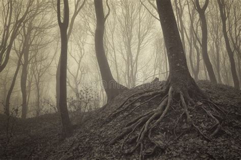 Dark Trees With Visible Roots In A Forest With Fog Stock Image Image