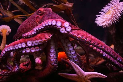Octopuses Given Ecstasy Want To Cuddle And Hang Out