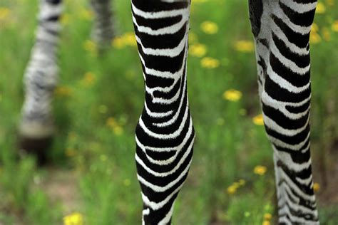 57 Animal Zebra Legs Nakanaka Design