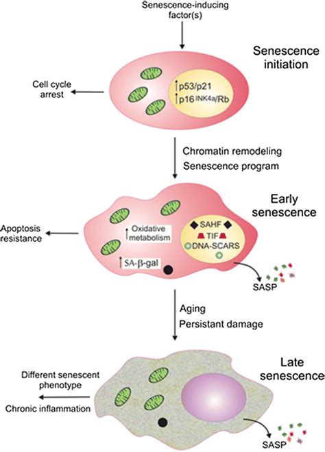 Three General Phases Of Cellular Senescence Senescence Can Be