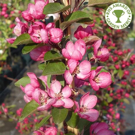 Malus Indian Magic Pink Flowering Crab Apple Trees For Sale