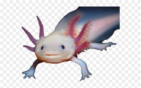 In bedrock edition, axolotls spawn underground (that is, below an opaque block) in water below sea level (y=63). Salamander Clipart Transparent - Axolotl Png Transparent ...