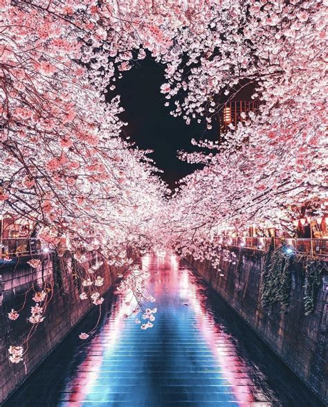 Amazing Cherry Blossoms In Japan Rbeamazed