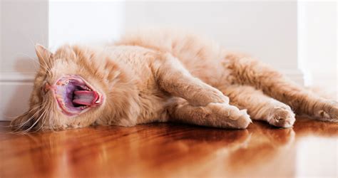 Bored Cat What Cat Owners Need To Know Including 10 Actionable Tips