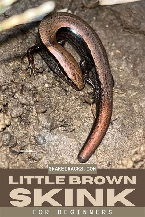 Little Brown Skink Care Guide For Beginners In 2022 Reptiles Pet