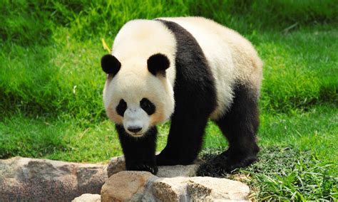 Giant Panda The National Animal Of China